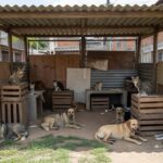 Abrigo de animais no Brasil representando lei contra maus-tratos e crimes