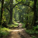 Trilha na floresta amazônica em Machadinho d'Oeste para etapa do Circuito Gigantes de Rondônia
