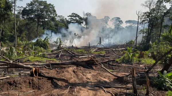 Desmatamento e queimadas ilegais na Amazônia em Candeias do Jamari, Rondônia