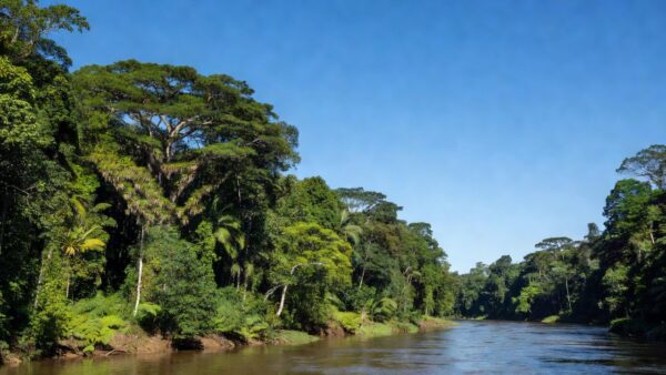 Paisagem da Amazônia em Porto Velho com céu limpo após redução de queimadas ilegais