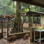 Centro de castração e fauna silvestre em Porto Velho com instalações para animais amazônicos
