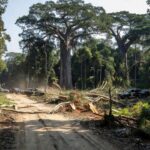 Viaturas da Polícia Civil em área de desmatamento na Amazônia em Rondônia
