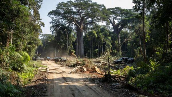 Viaturas da Polícia Civil em área de desmatamento na Amazônia em Rondônia
