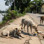 Cães de rua em Porto Velho representando casos de maus-tratos a animais