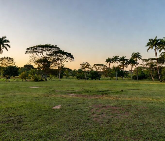 Campo de futebol rural com palmeiras de açaí para torneio da Linha do Açaí