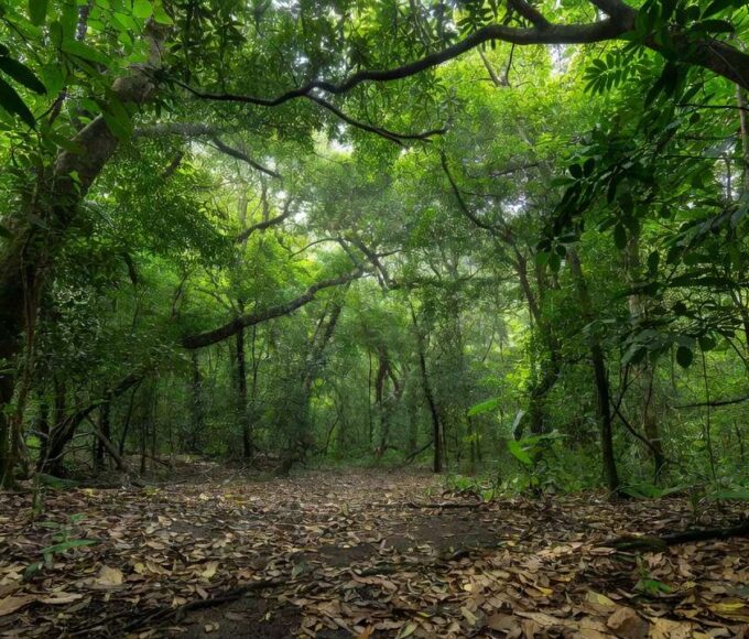 Mata densa em São Paulo onde casal foi encontrado morto