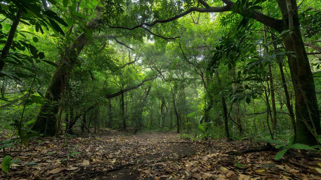 Mata densa em São Paulo onde casal foi encontrado morto