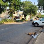Cão está internado e recebendo todos os cuidados médicos necessários para sua recuperação - Portal de Rondônia