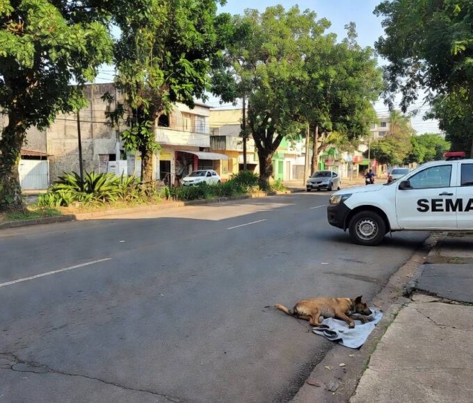 Cão está internado e recebendo todos os cuidados médicos necessários para sua recuperação - Portal de Rondônia