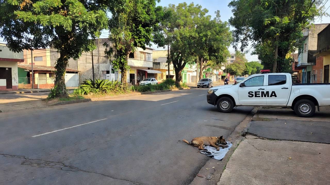 Cão está internado e recebendo todos os cuidados médicos necessários para sua recuperação - Portal de Rondônia