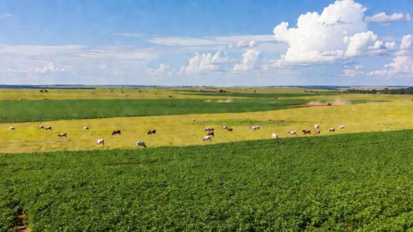 Área agropecuária em Porto Velho, Rondônia, líder no ranking com R$ 4,2 bilhões