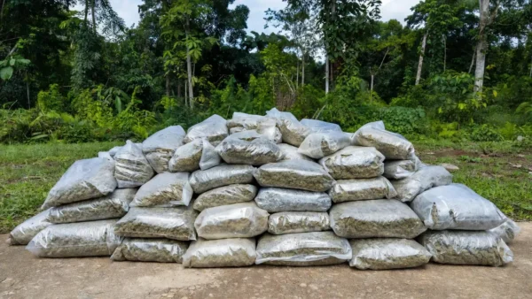 Pacotes de skunk apreendidos em São Francisco do Guaporé, Rondônia