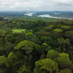 Floresta amazônica em Rondônia sob céu nublado
