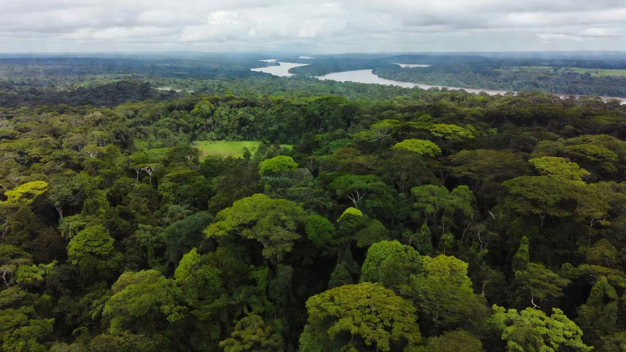 Floresta amazônica em Rondônia sob céu nublado