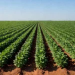 Vasta plantação de soja no Brasil, simbolizando moratória contra desmatamento