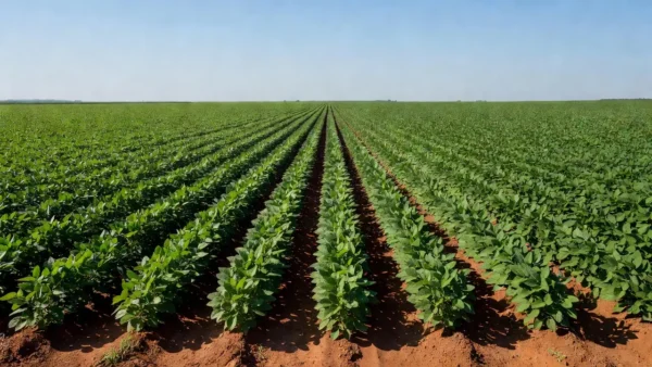 Vasta plantação de soja no Brasil, simbolizando moratória contra desmatamento