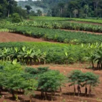 Plantação de agricultura familiar em Porto Velho, Rondônia