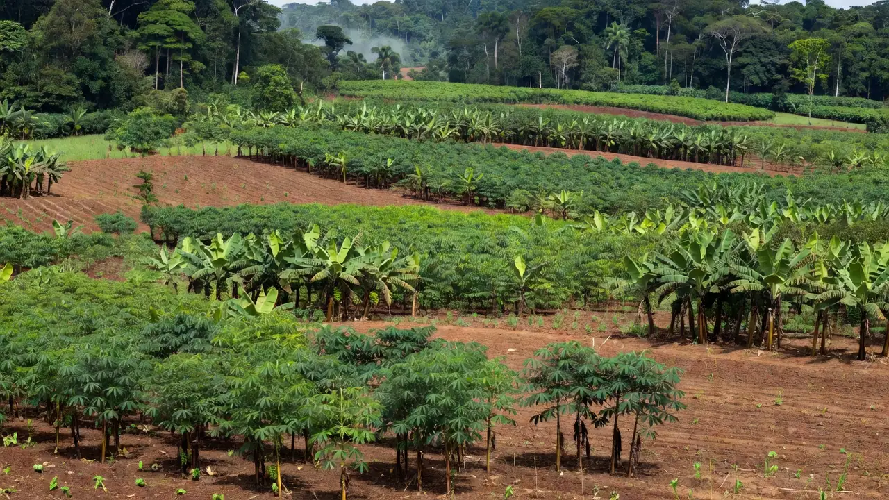 Plantação de agricultura familiar em Porto Velho, Rondônia