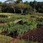 Deputado Coronel Chrisóstomo propõe simplificação da regularização fundiária para produtores familiares